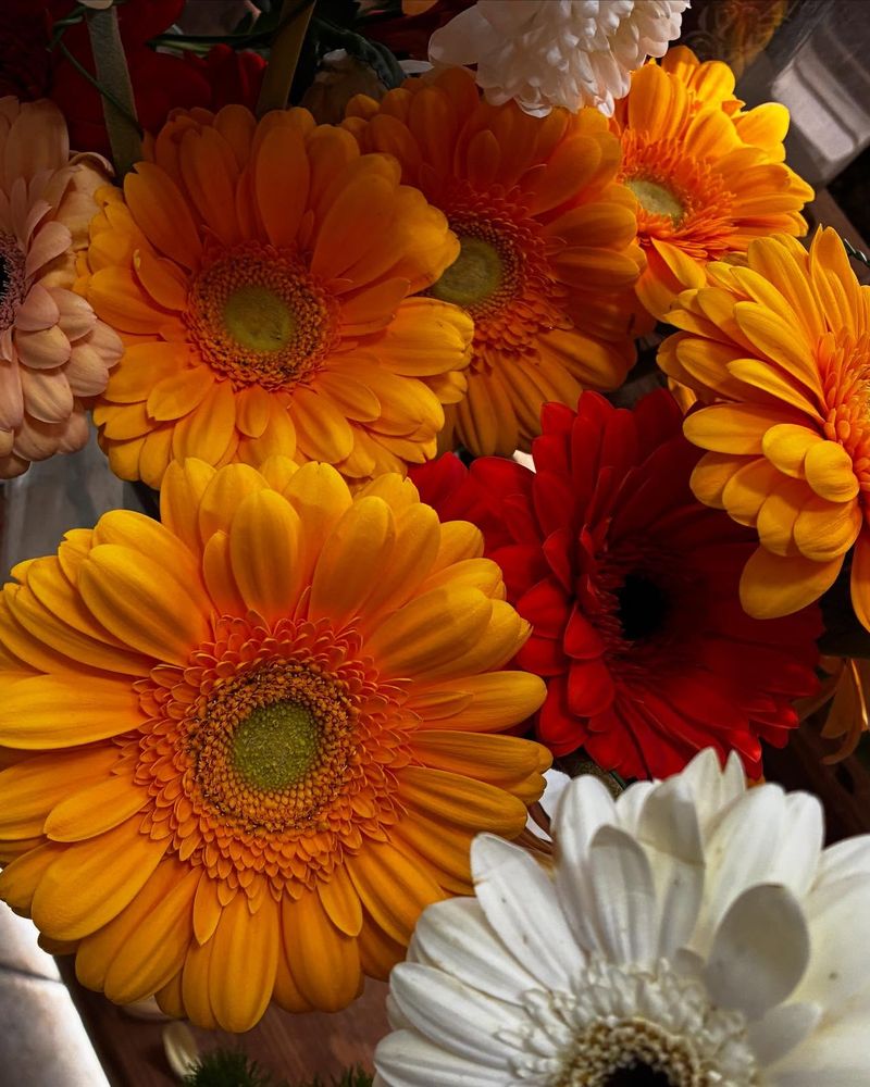 Препознатлив аранжман со слоевити ливчиња